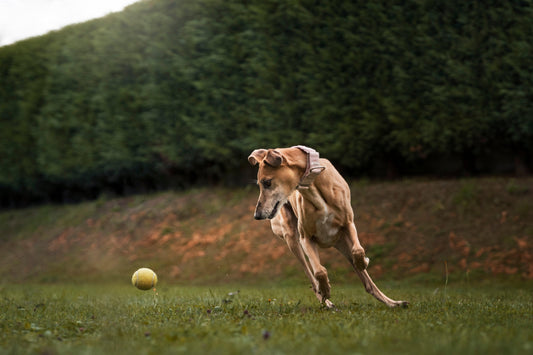 Fun and Engaging Activities to Keep Your Dog Active