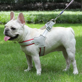 Dog harness for small dogs