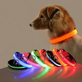 LED Dog collar for Safe Night Walks