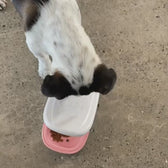 Automatic Dog Feeder Dispenser